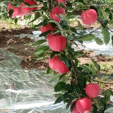 甘肃天水花牛，红富士