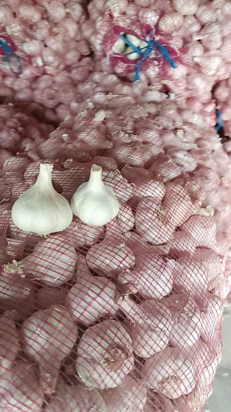 苍山大蒜