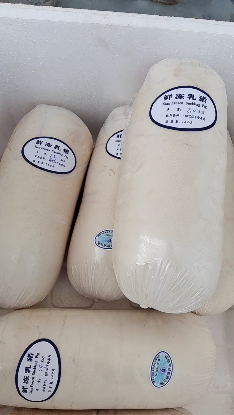 陈记小乳猪批发欢迎选购，广西陆川花都广西土白4/50