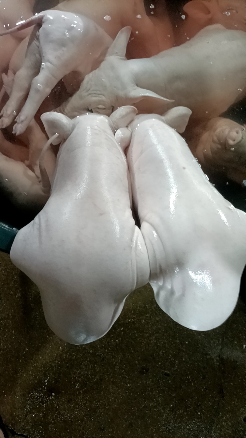 陈记小乳猪批发欢迎选购，广西陆川花都广西土白4/50