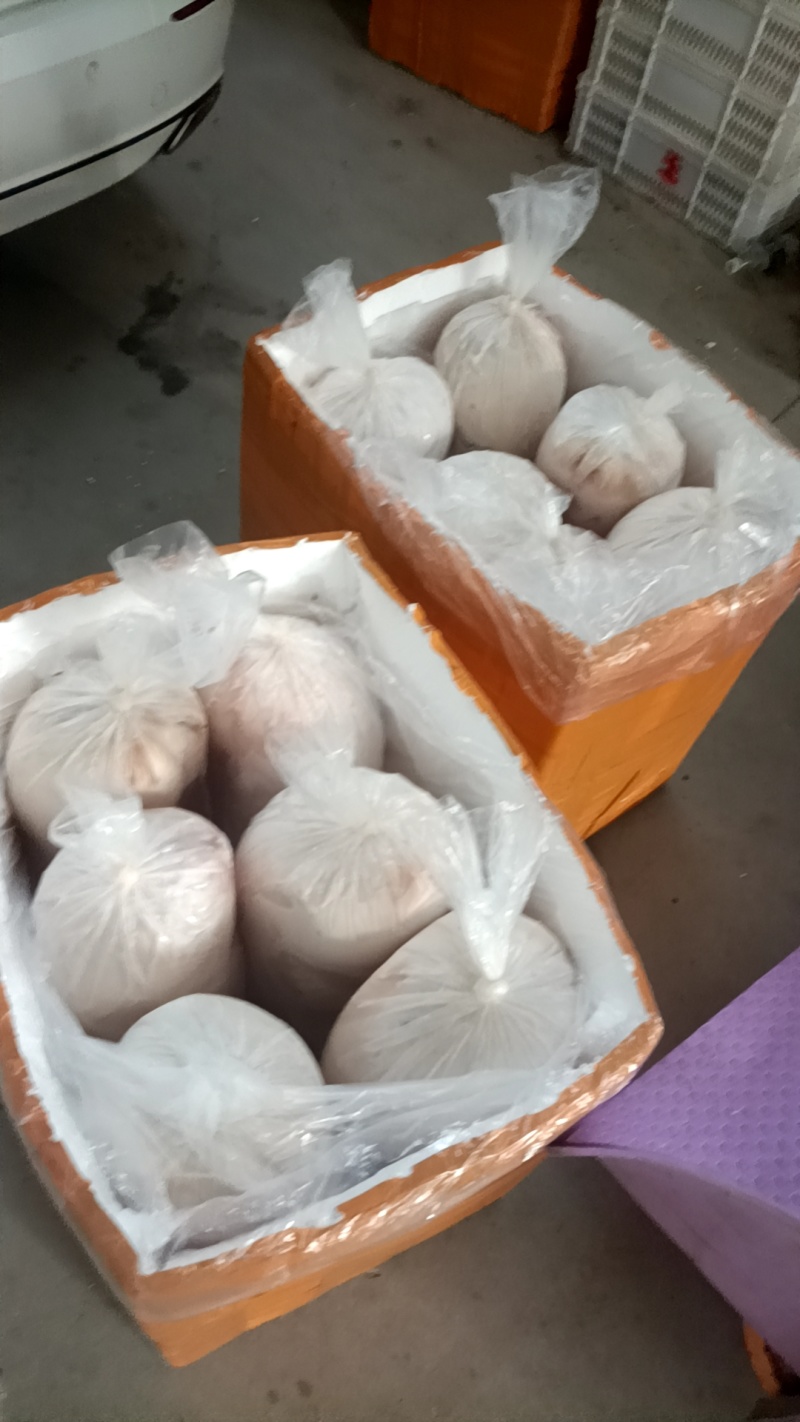 陈记小乳猪批发欢迎选购，广西陆川花都广西土白4/50