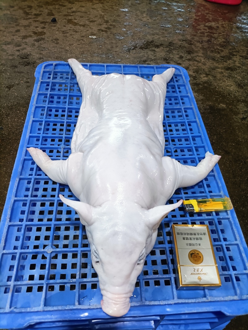 陈记小乳猪批发欢迎选购，广西陆川花都广西土白4/50