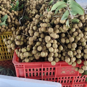 石硖龙眼