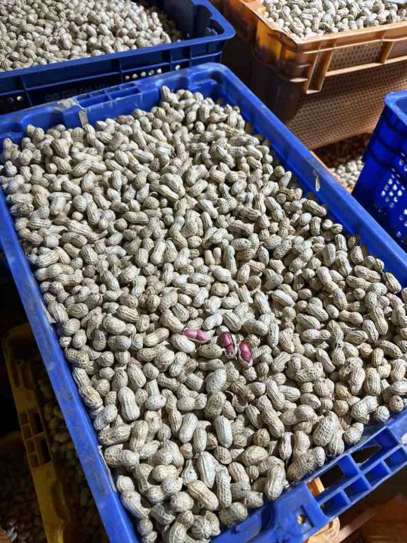 金堂县花生机洗红米花生新鲜花生供应生鲜超市货源稳定