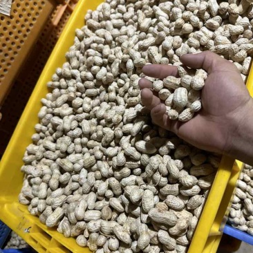 金堂县花生机洗红米花生新鲜花生供应生鲜超市货源稳定