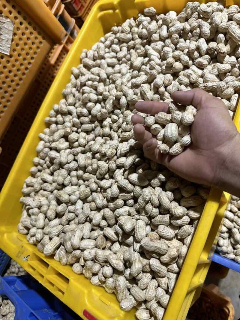 金堂县花生机洗红米花生新鲜花生供应生鲜超市货源稳定