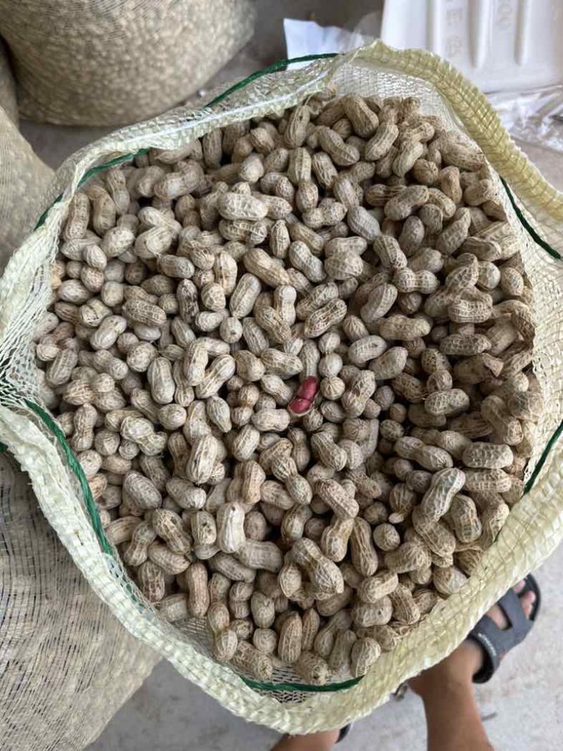 金堂县花生机洗红米花生新鲜花生供应生鲜超市货源稳定