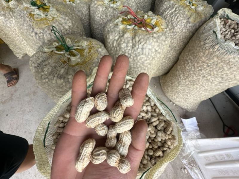 金堂县花生机洗红米花生新鲜花生供应生鲜超市货源稳定