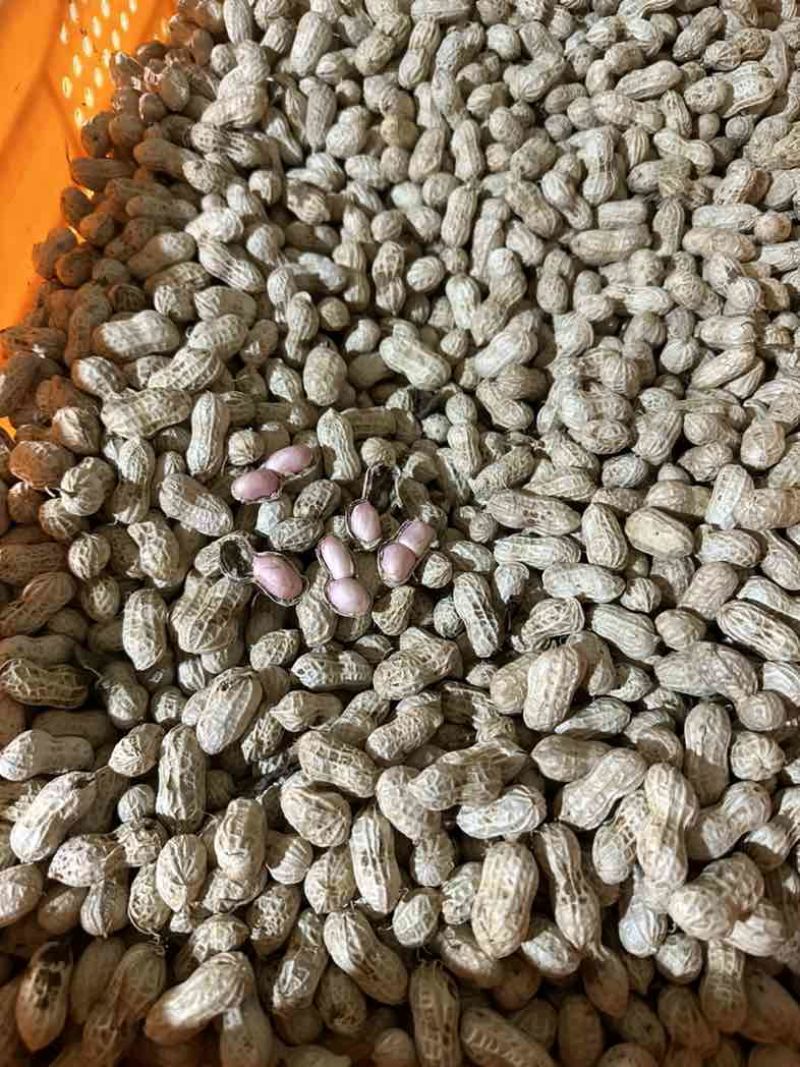 金堂县花生机洗红米花生新鲜花生供应生鲜超市货源稳定