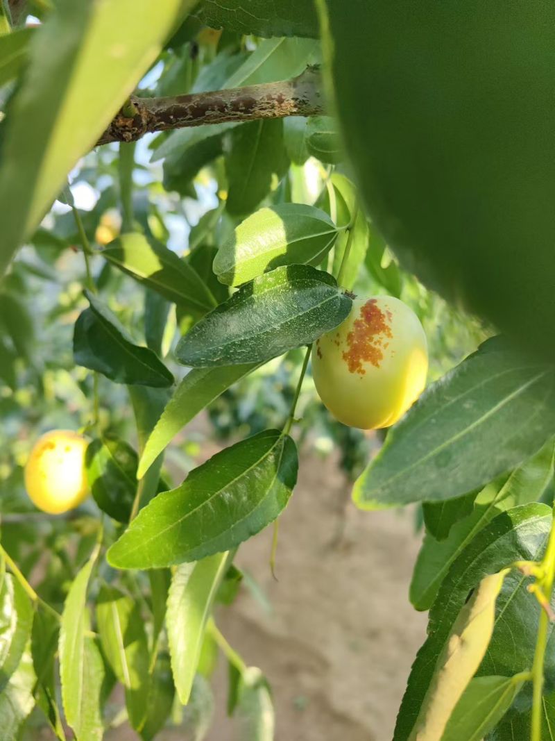 大荔冬枣