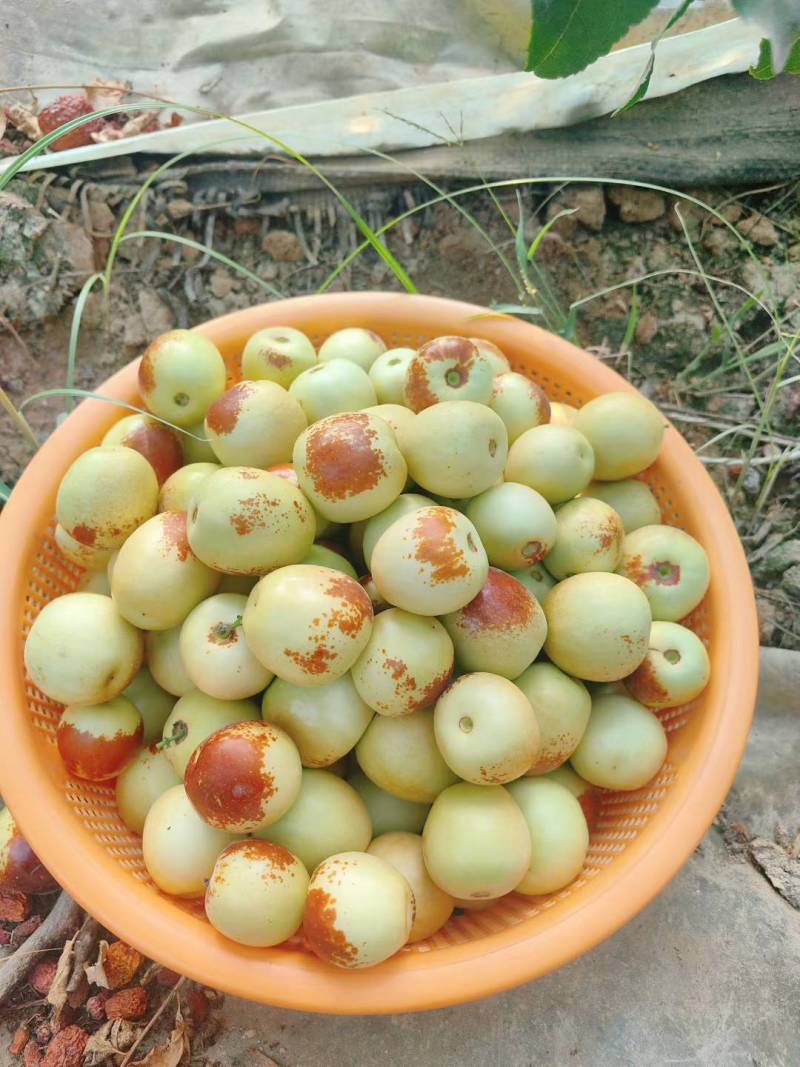 大荔冬枣