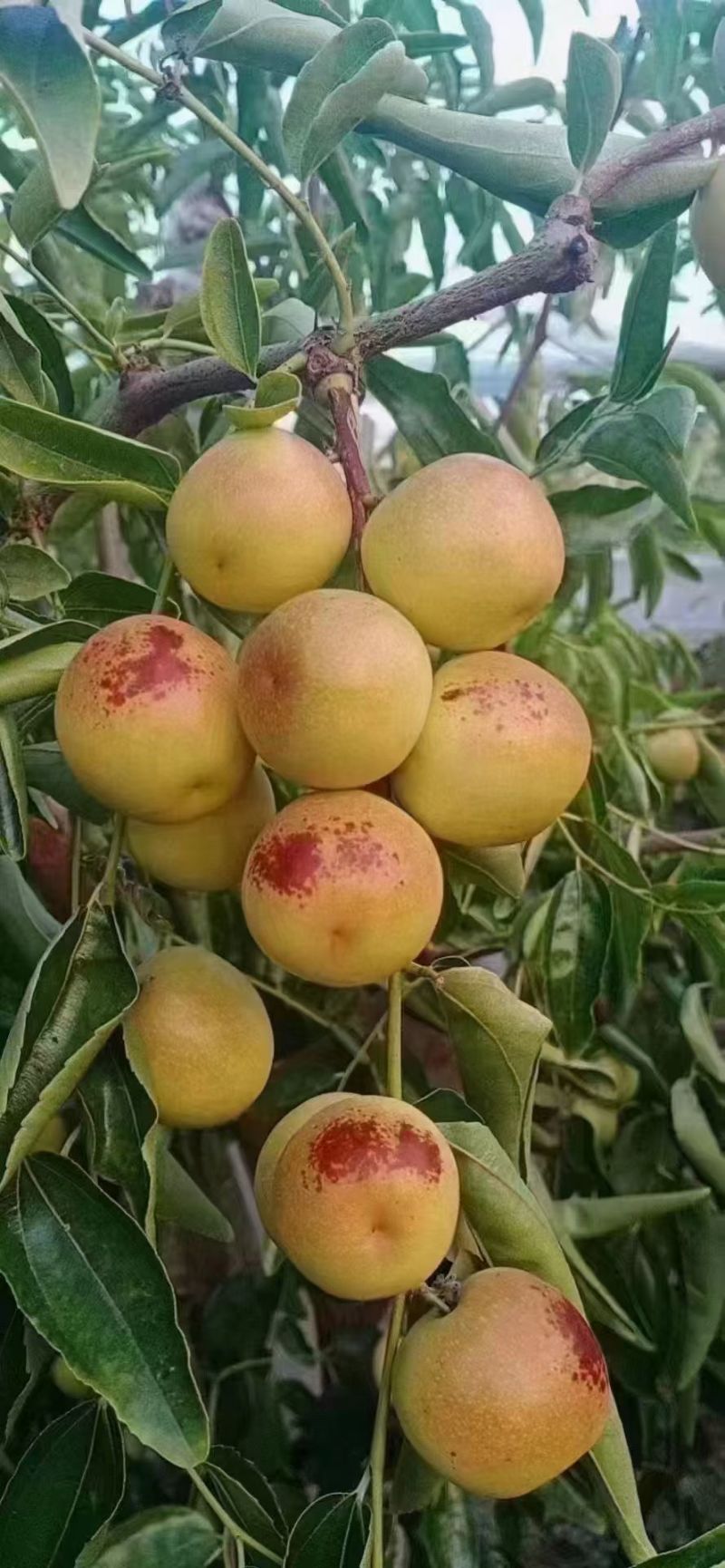 大荔冬枣