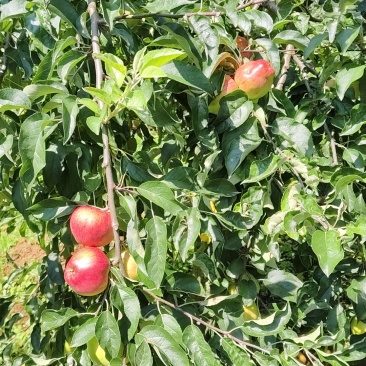 昭通红露苹果