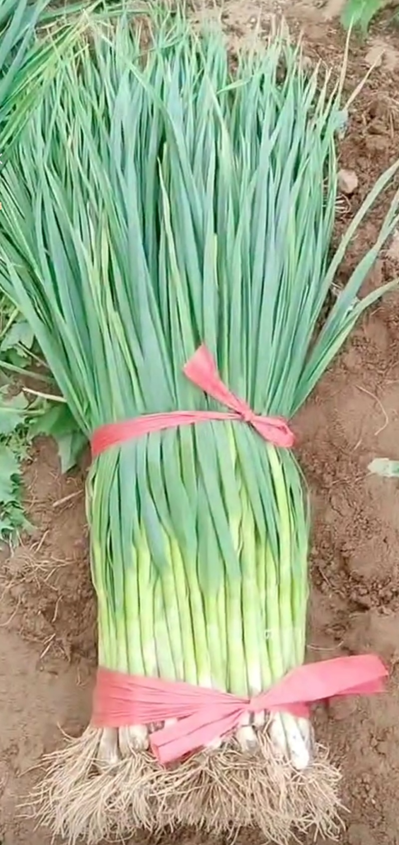 青海湟中蒜苗