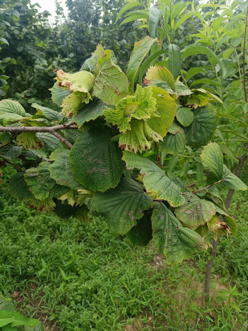 新鲜大榛子