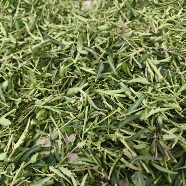 珍珠透骨草