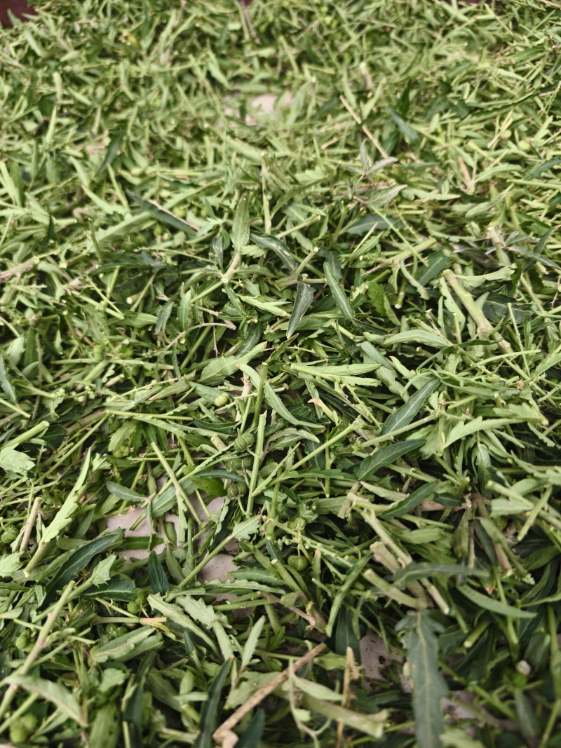 珍珠透骨草