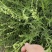 珍珠透骨草