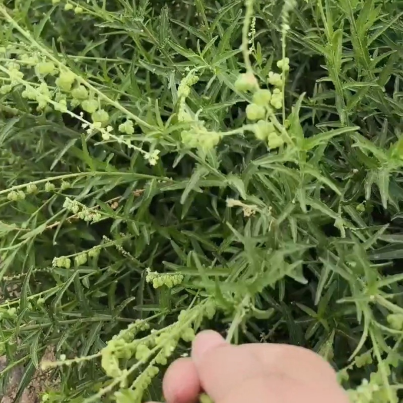 珍珠透骨草
