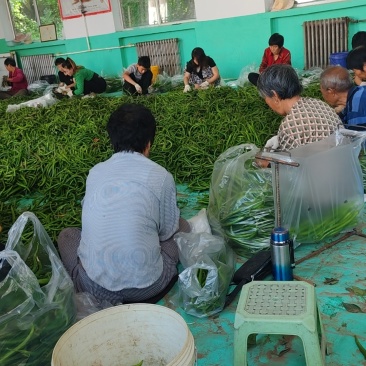 山西线辣椒