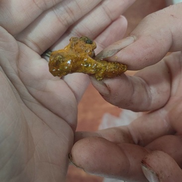 天然新鲜牛黄