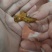 天然新鲜牛黄