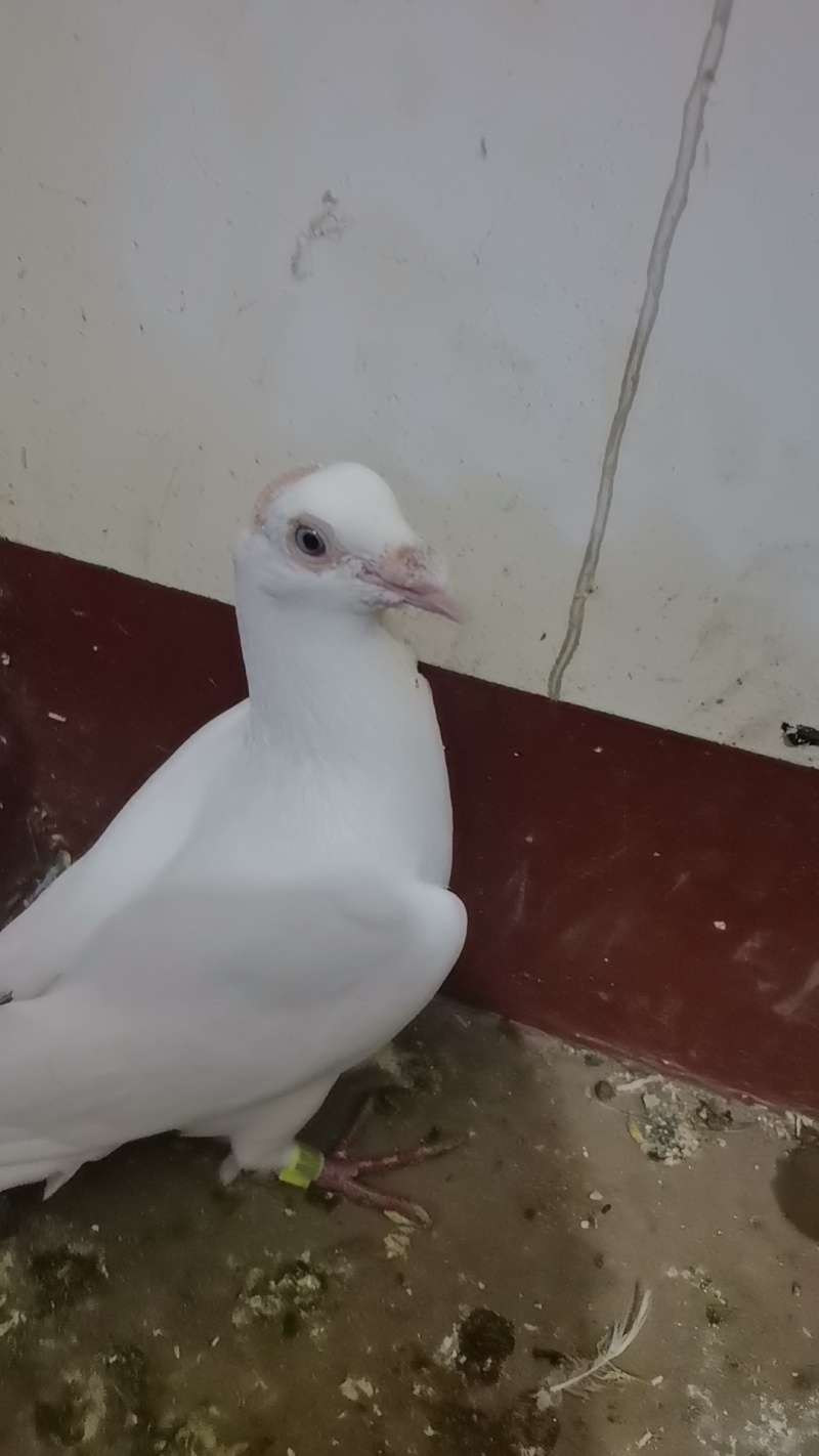 卖鸽子