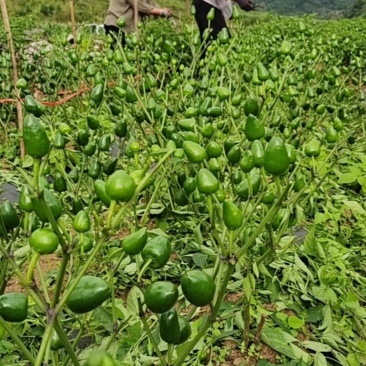 云南高寒山地，子弹头草莓辣椒