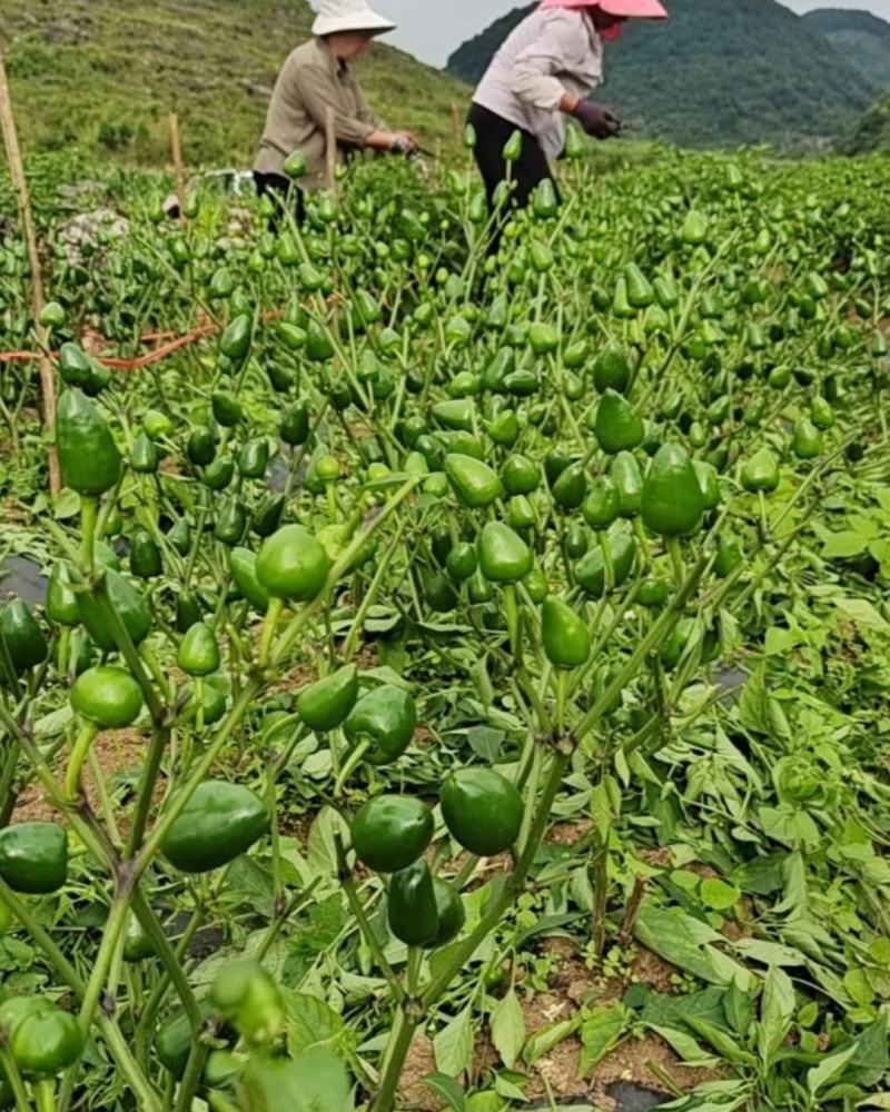 云南高寒山地，子弹头草莓辣椒