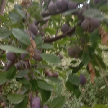 新疆法兰西西梅