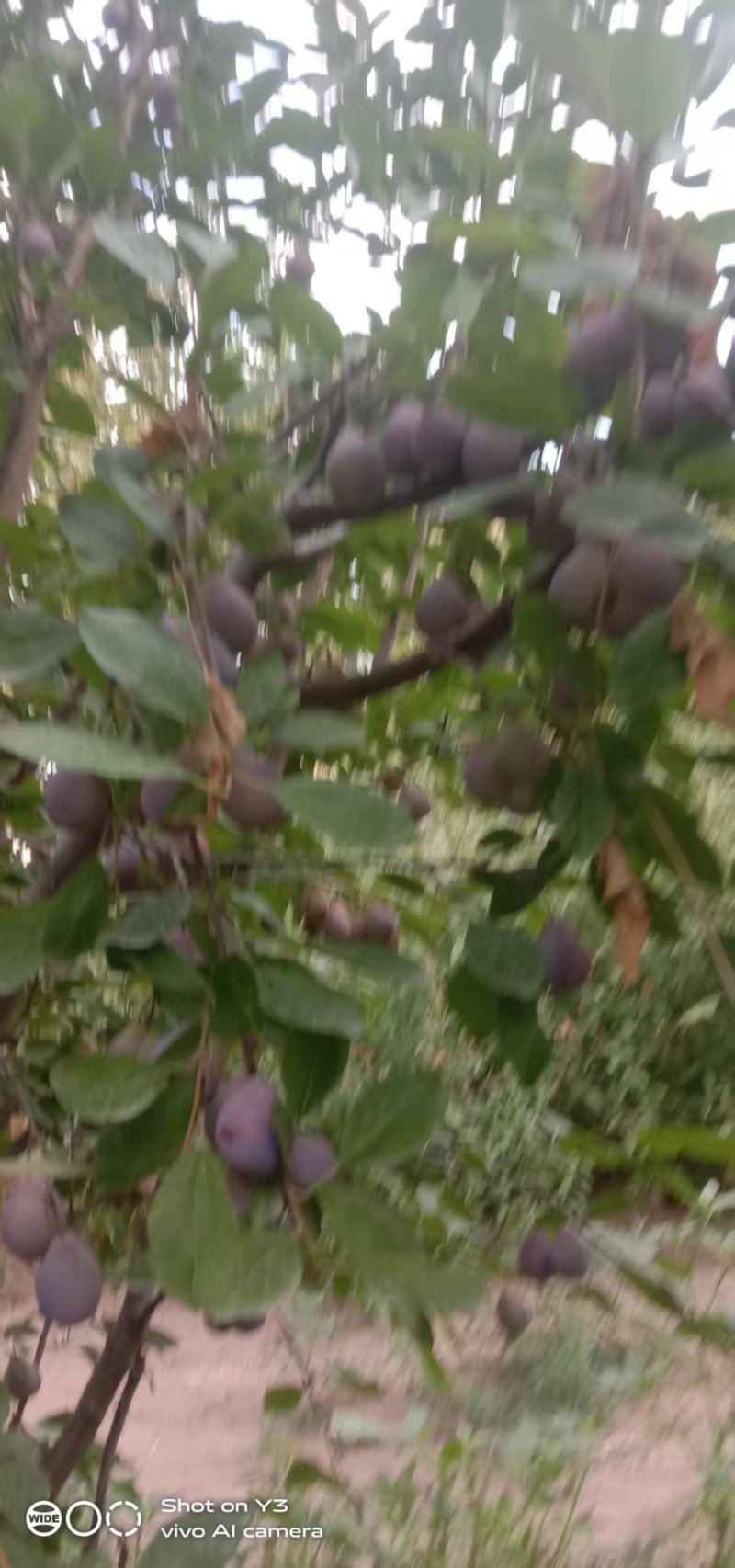 新疆法兰西西梅