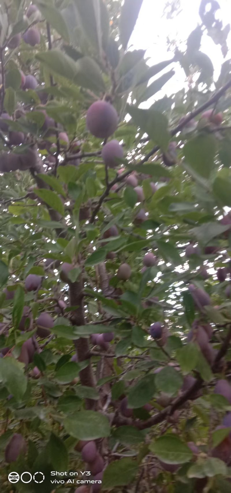 新疆法兰西西梅