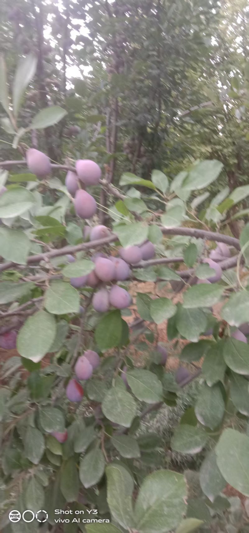 新疆法兰西西梅