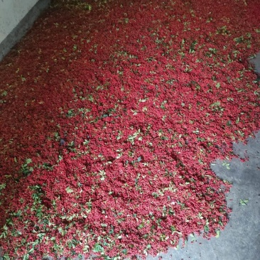 大红袍花椒