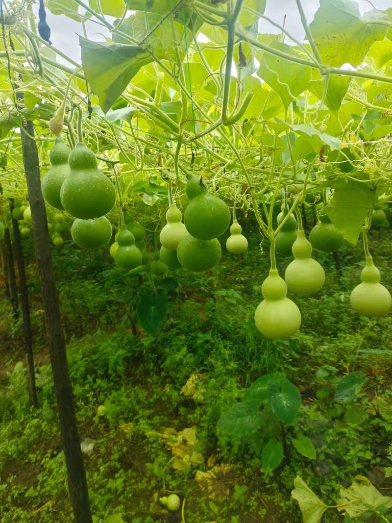 葫芦