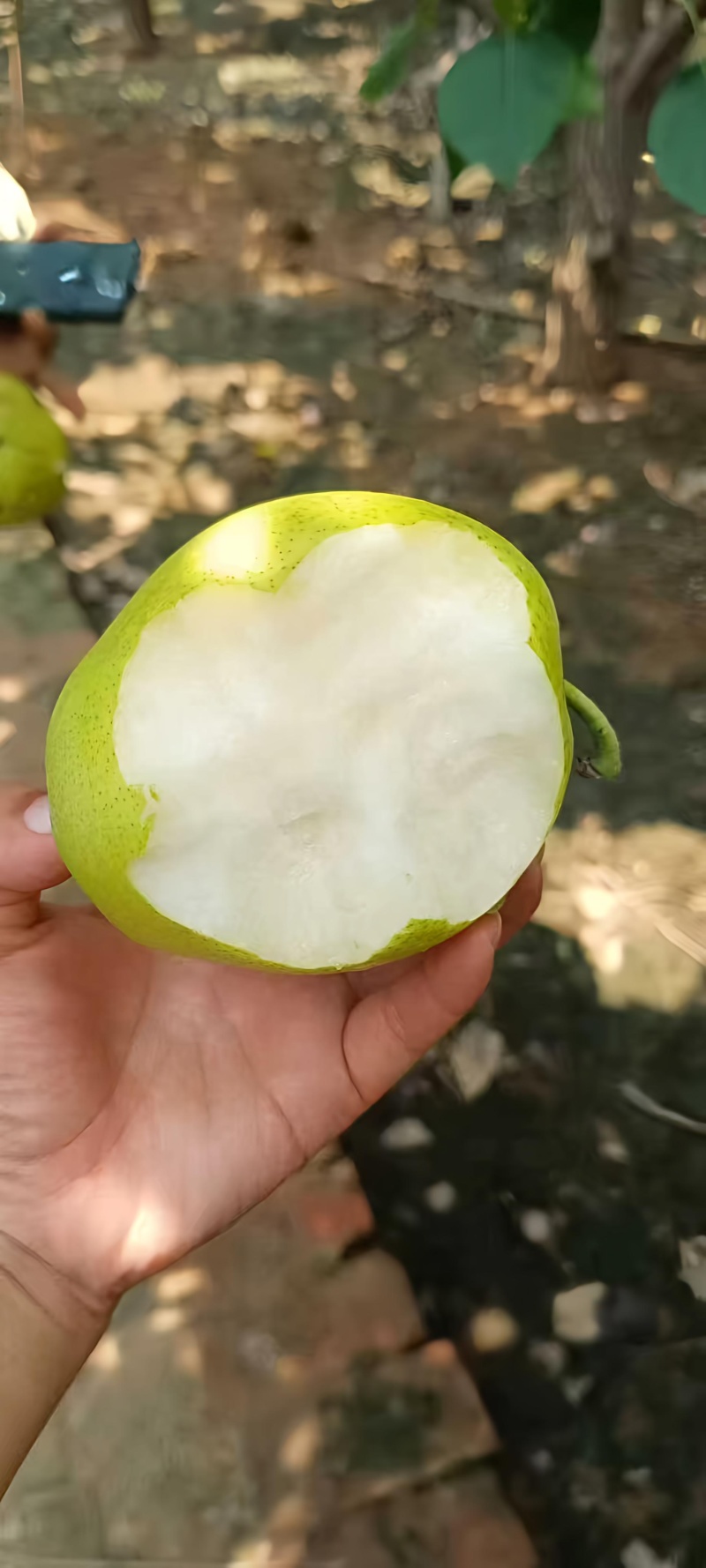 河北皇冠梨
