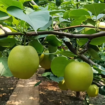 河北皇冠梨