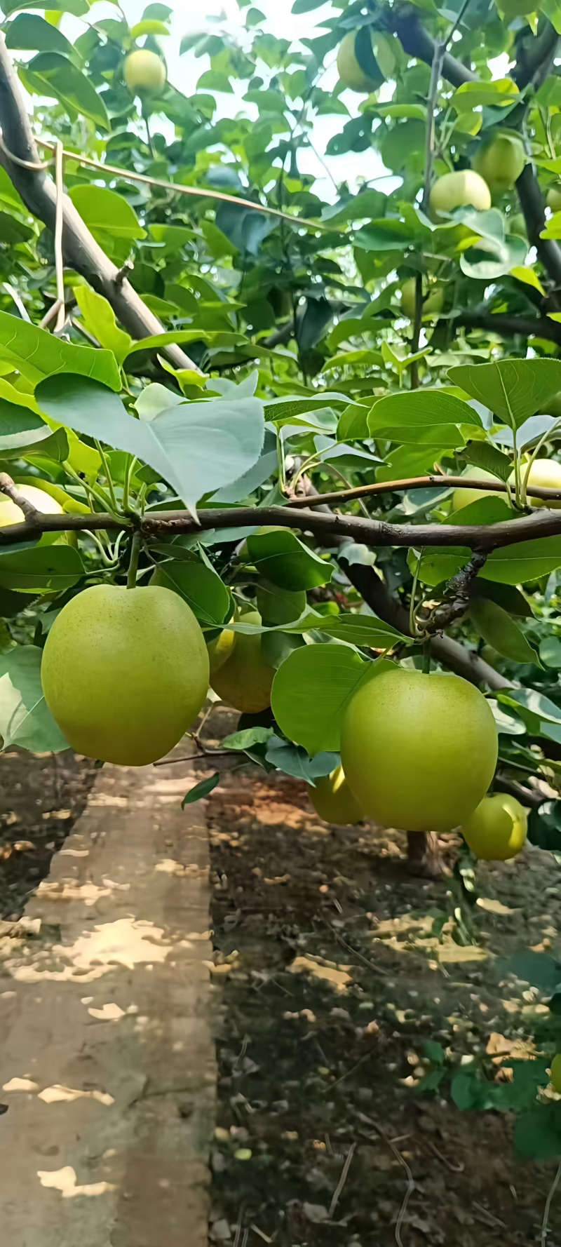 河北皇冠梨