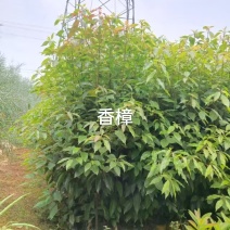 香樟