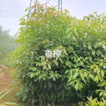 香樟
