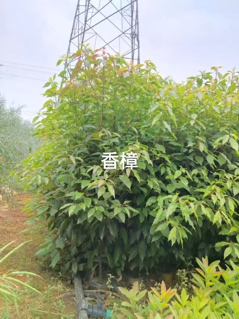 香樟