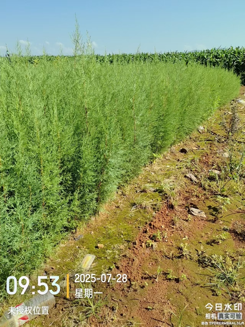 圆柏