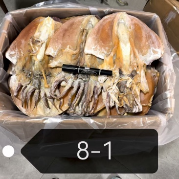 特大墨鱼干，干度好，