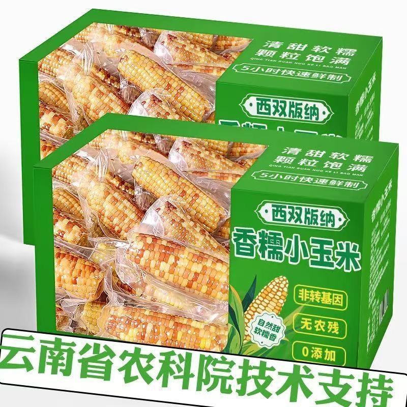 云南西双版纳小花糯玉米
