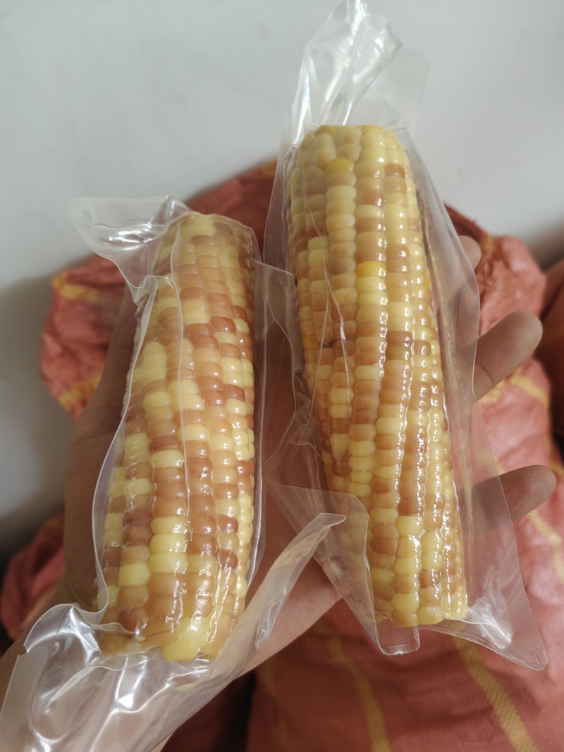 云南西双版纳小花糯玉米