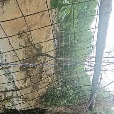 泗阳菜鹅