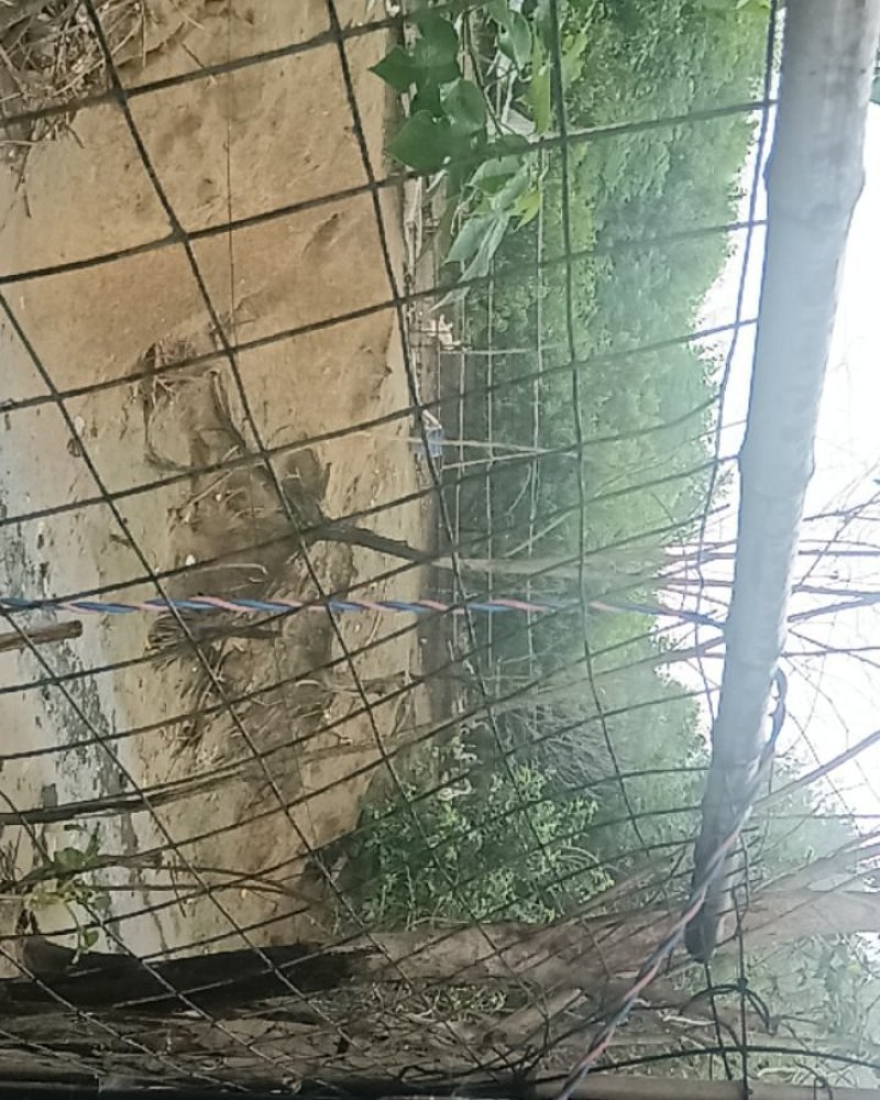 泗阳菜鹅