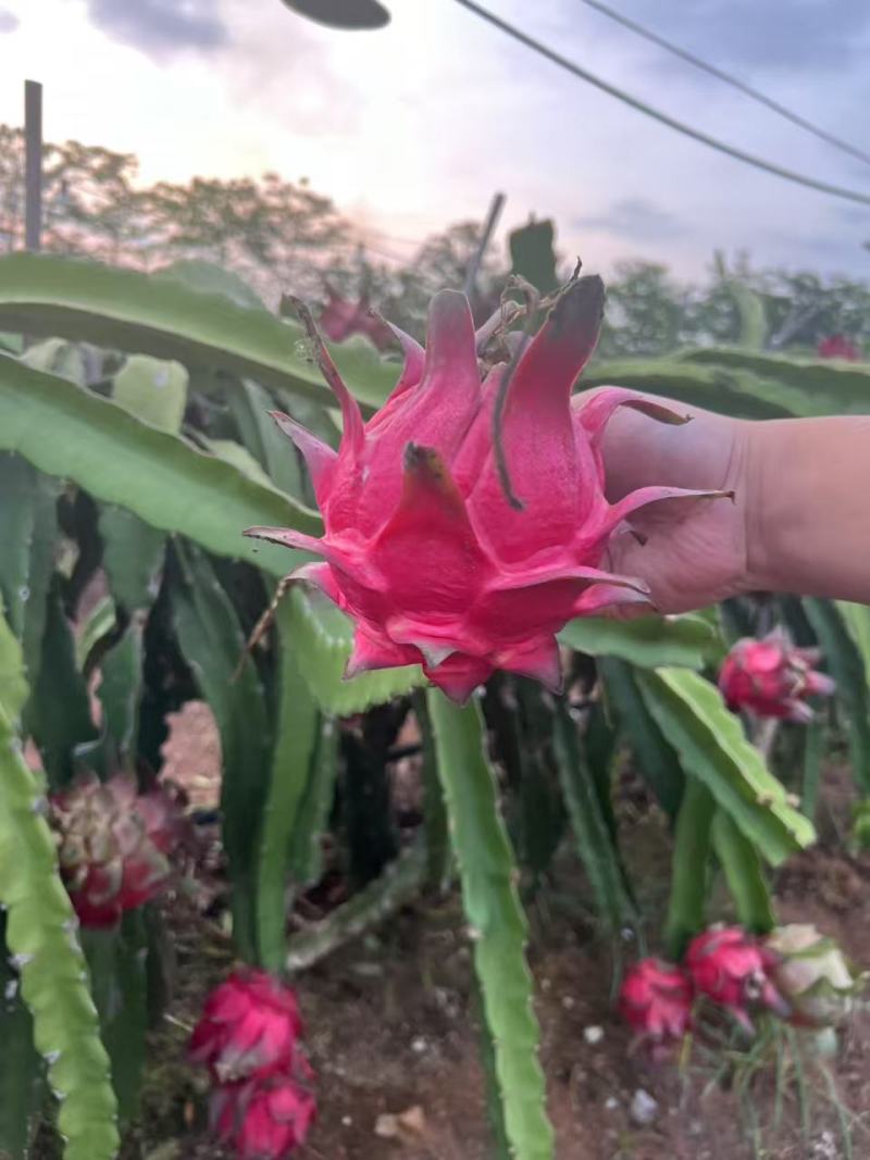 精品火龙果