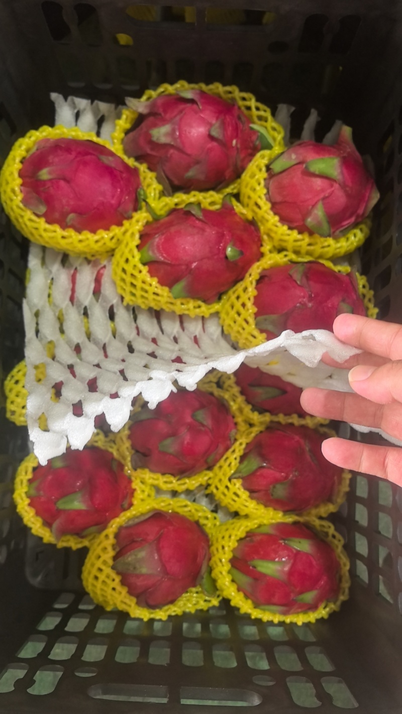 精品火龙果