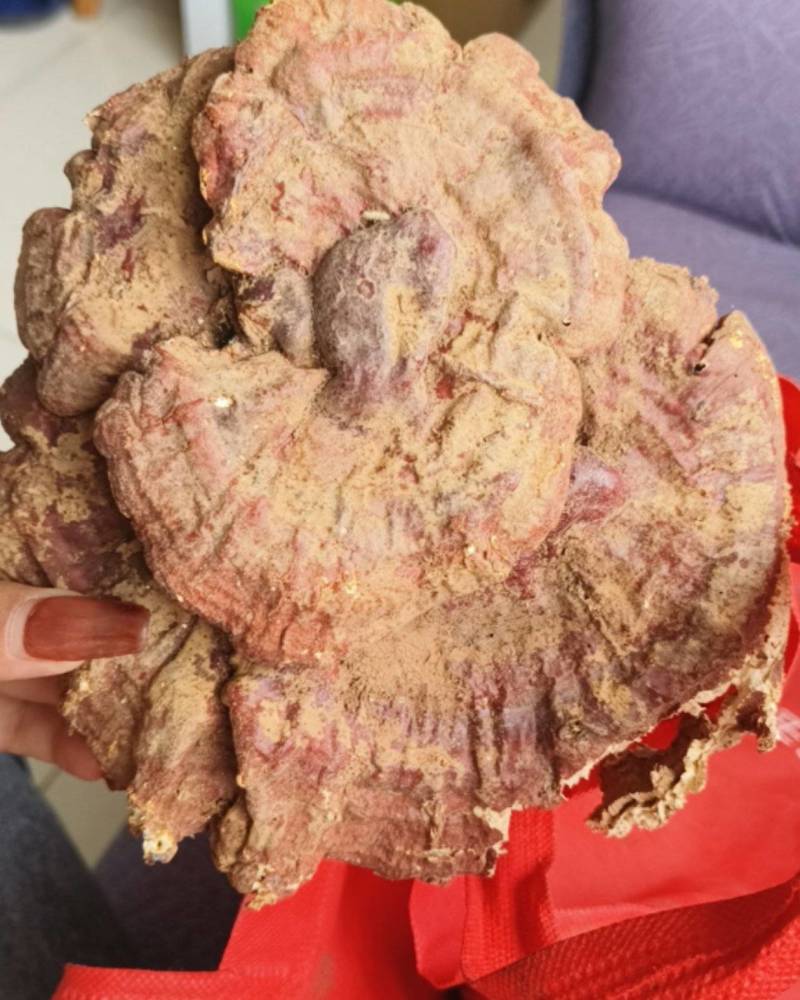 野生灵芝